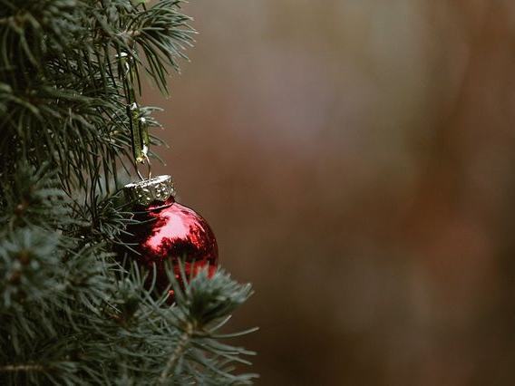 Pine Edge Pixels