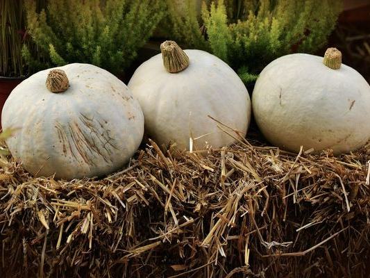 C Casola Farms Haunted Attractions