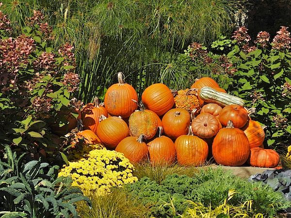 Giant Pumpkin Weekend at NYBG — 2026-10-20 to 2026-10-21 (Included with garden admission)