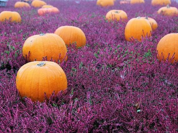 Treworgy Family Orchards — Fall Season