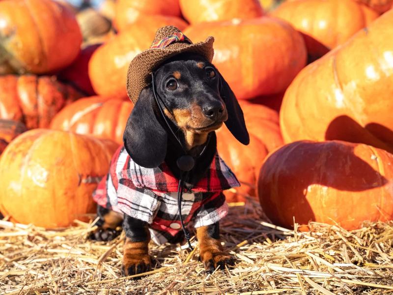 Wölffer Cider Fest — The Wine Stand, Sagaponack · Sat Oct 24 · 2–5pm