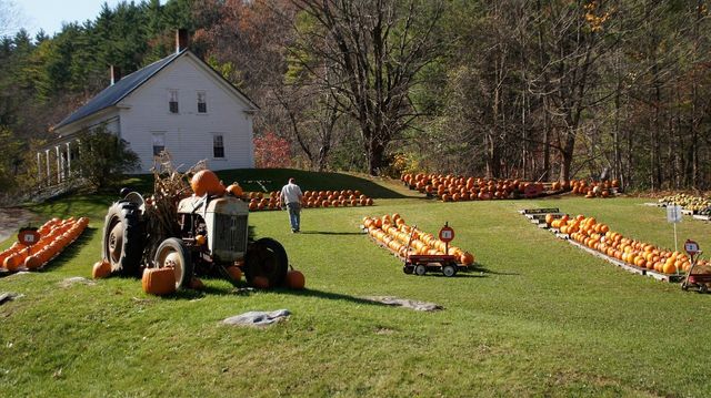 Field of Screams