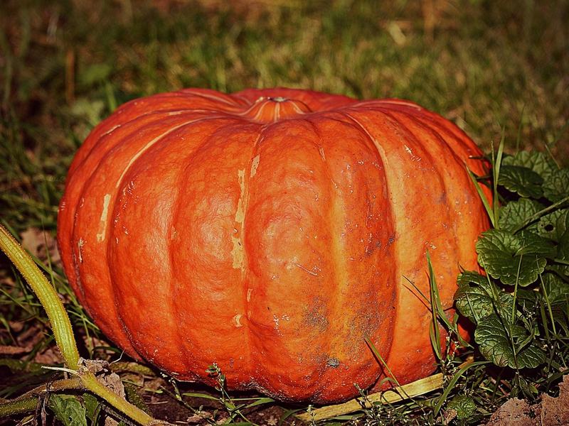 NightMare On Falls Brook