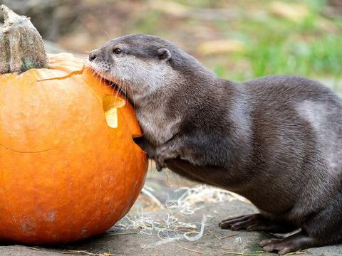 Pumpkin Bash — Woodland Park Zoo · Sat Oct 31