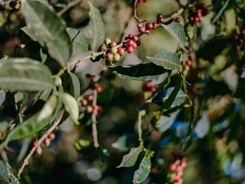 Southdown Coffee
