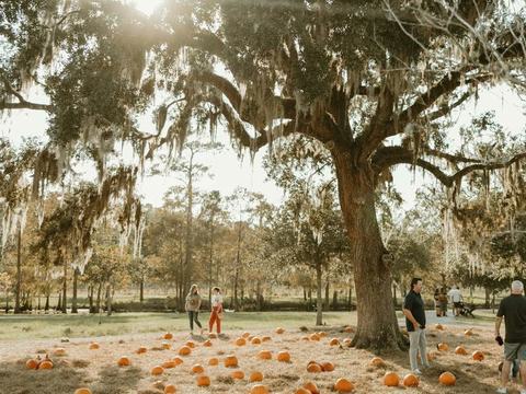 Pumpkin Patch at Congaree and Penn — Congaree and Penn · Sep 24-Nov 1