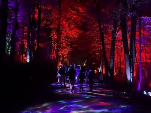 Harry Potter: A Forbidden Forest Experience