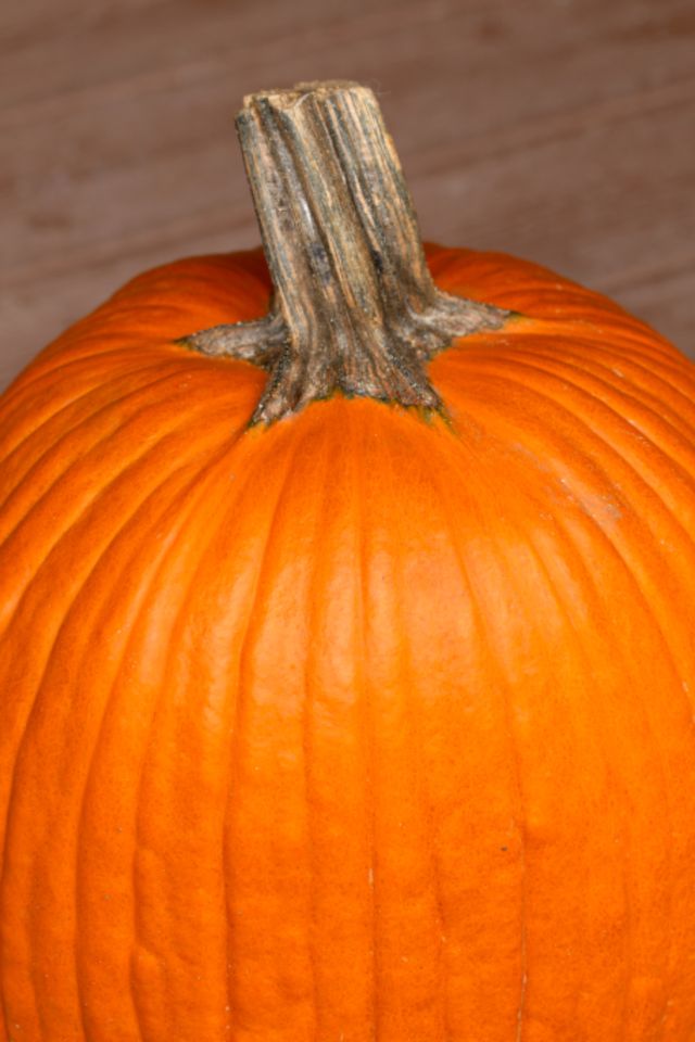156 King Philip Road Halloween Display