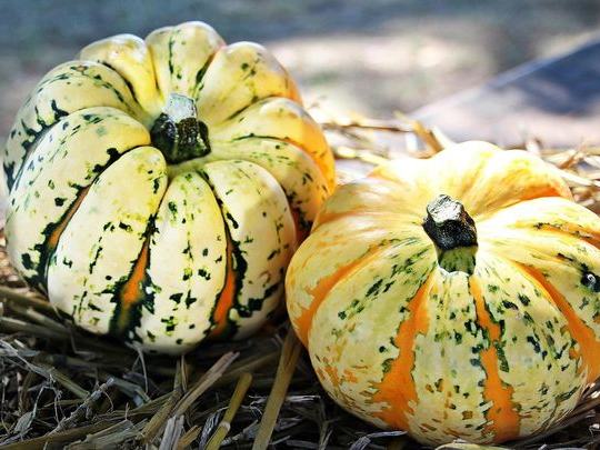 Dedham Square Trunk or Treat — Sat Oct 24