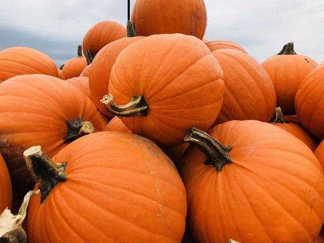 Coolspring Corn Maze & Trail of Fear