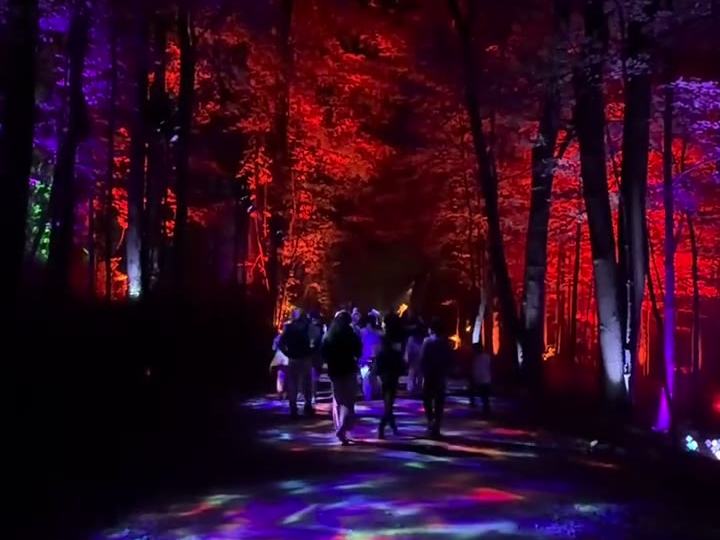Harry Potter: A Forbidden Forest Experience