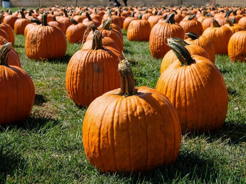 F&W Schmitt Family Farm Fall Festival — September 19 – October 31, 2026