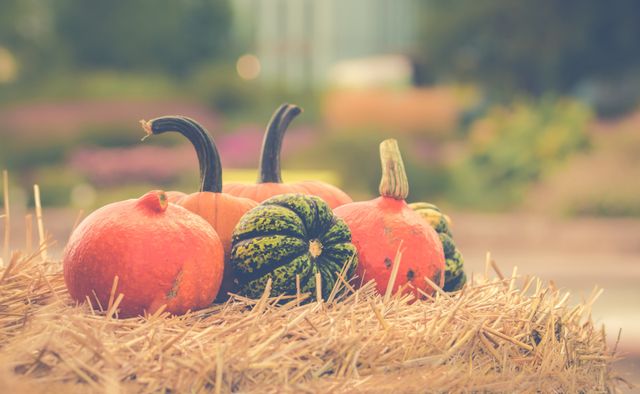 Englewood St Candy Stop — Oct 31