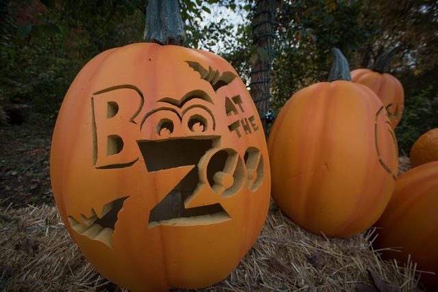 Pumpkin Nights at the Bronx Zoo — October 2026 evenings (Ticketed (see bronxzoo.com))