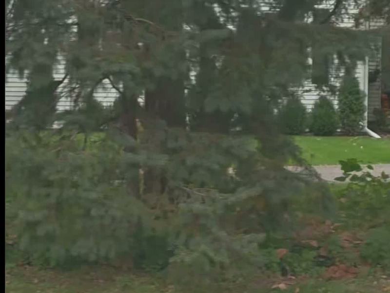 Giant Skeleton in the Trees — Aberdeen