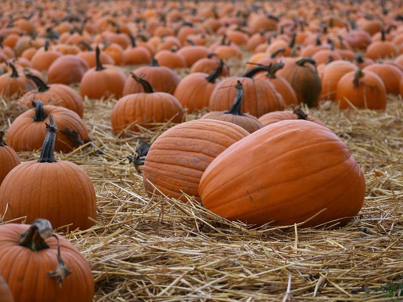 Beats for Treats: Saint James Joy Halloween Block Party — Saint James Place · Sat Oct 24 · Opens 12pm · FREE