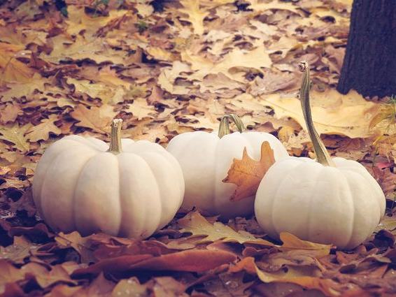 Halloween Costume Parades at Clark's Elioak Farm (Oct 24 to Oct 25)