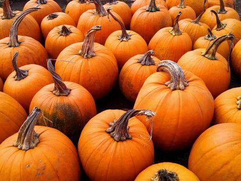 Hicks Family Farm Haunted Corn Maze