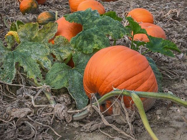 Crescent Farm PYO Pumpkins