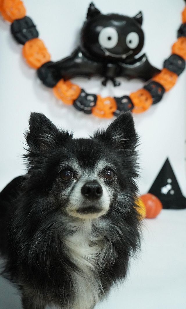 Halloween on the Green (Oct 17 10:30-12:30)