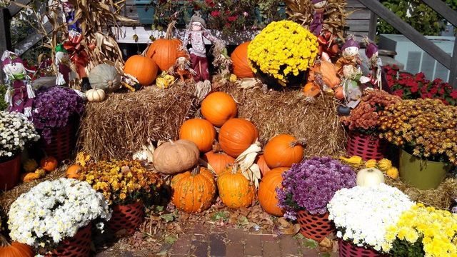 1 Williams St Halloween Display