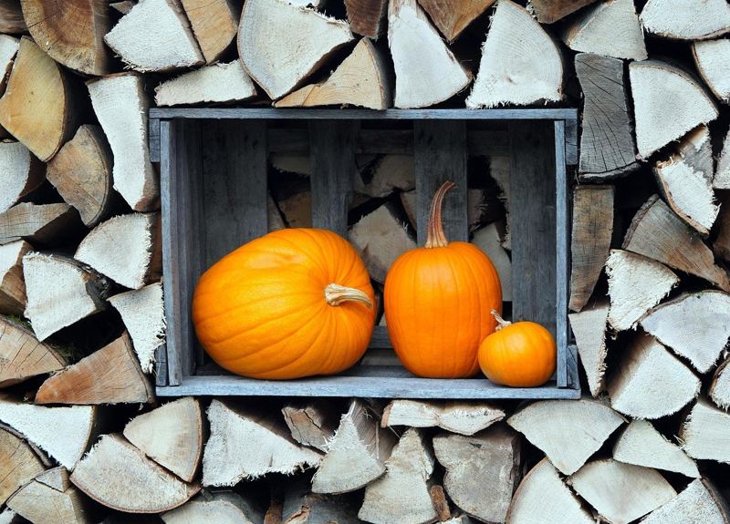 Halloween stock photo