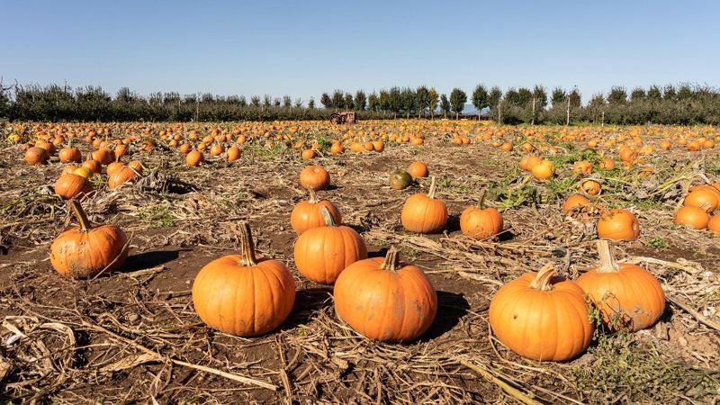 Halloween stock photo