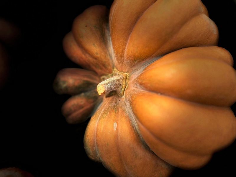 Halloween stock photo